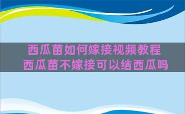 西瓜苗如何嫁接视频教程 西瓜苗不嫁接可以结西瓜吗